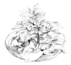 小盆栽水浮莲素描画法步骤07