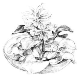 小盆栽水浮莲素描画法步骤08