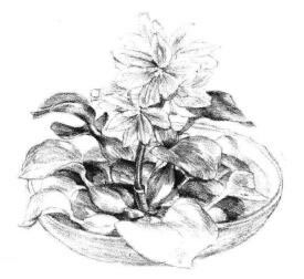 小盆栽水浮莲素描画法步骤09
