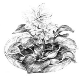 小盆栽水浮莲素描画法步骤10