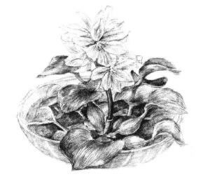 小盆栽水浮莲素描画法步骤11