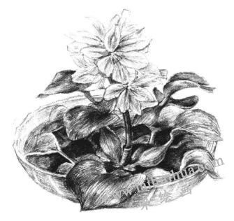 小盆栽水浮莲素描画法步骤12