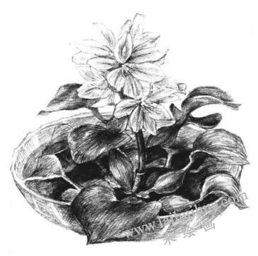 小盆栽水浮莲素描画法步骤14