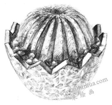 小盆栽仙人球素描画法步骤09