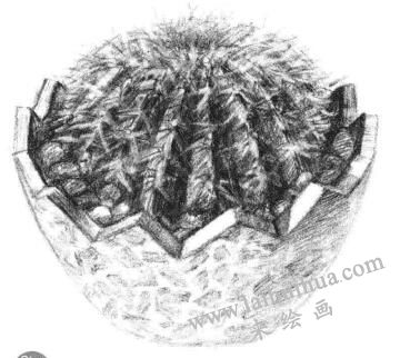 小盆栽仙人球素描画法步骤11