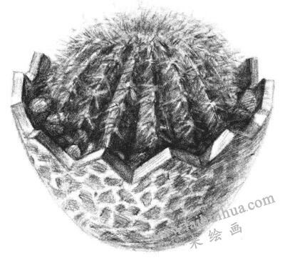 小盆栽仙人球素描画法步骤14