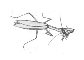白描螳螂的画法动态步骤与技巧