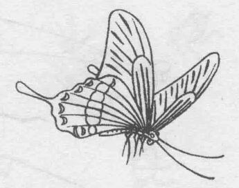 白描蝴蝶的画法步骤与技巧05