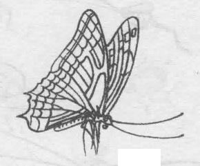 白描蝴蝶的画法步骤与技巧06