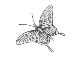 白描蝴蝶的画法步骤与技巧