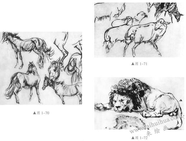 素描动物的画法04
