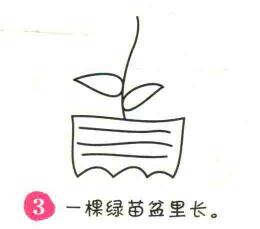 盆栽简笔画画法步骤03