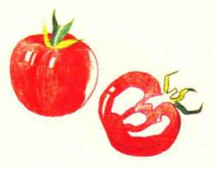 西红柿色铅笔简笔画画法步骤05