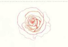 玫瑰花色铅笔简笔画画法步骤02