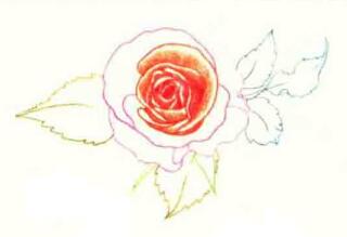 玫瑰花色铅笔简笔画画法步骤04
