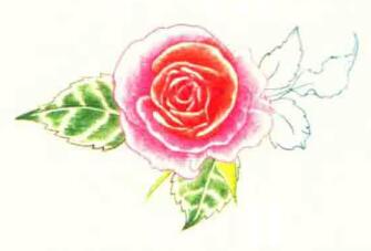 玫瑰花色铅笔简笔画画法步骤06