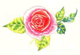 玫瑰花色铅笔简笔画画法步骤06