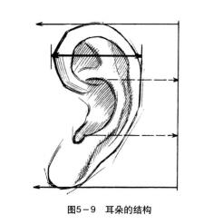 耳朵的结构