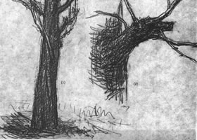 树木的素描画法范例（三）