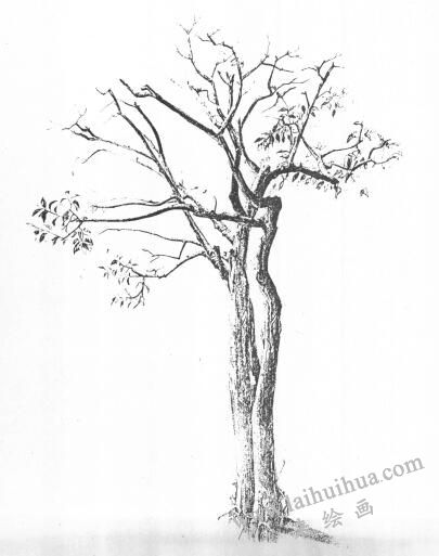 树木的素描画01