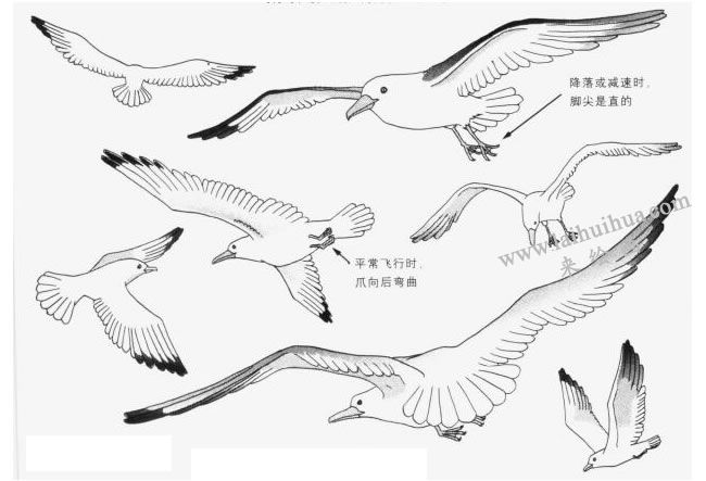 海鸥的画法图片