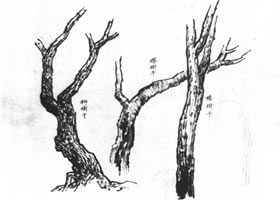 中国画的画树技法