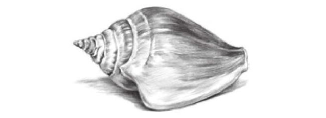 海螺的素描画法步骤01