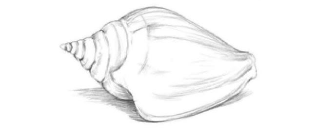 海螺的素描画法步骤04