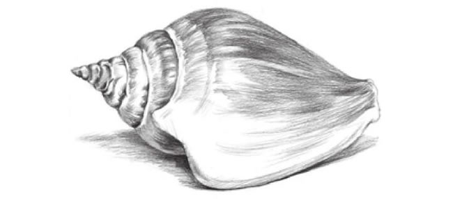 海螺的素描画法步骤07