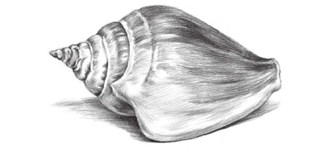 海螺的素描画