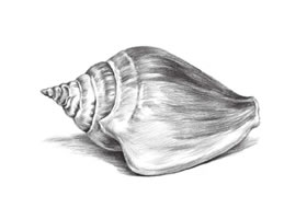 海螺的素描画法步骤