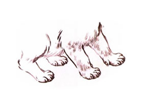 猫腿、猫足、猫爪水墨画法