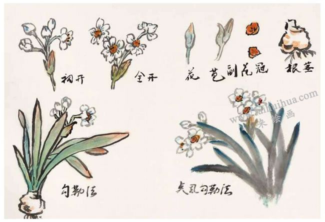 水仙花的写意画法