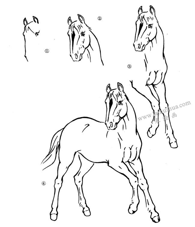 马的速写，从马的头部画起
