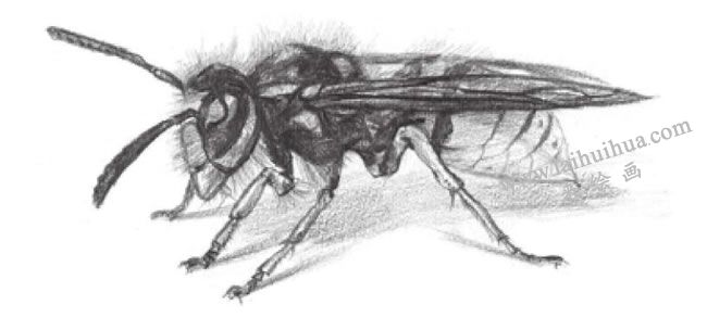 黄蜂的素描画法步骤06