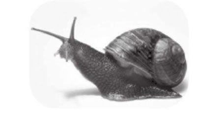 蜗牛素描画法（二）