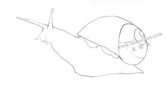 蜗牛素描画法步骤01