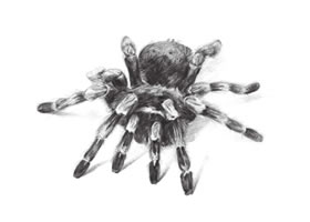 蜘蛛的素描画法步骤