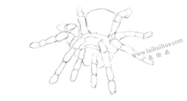 蜘蛛的素描画法步骤01