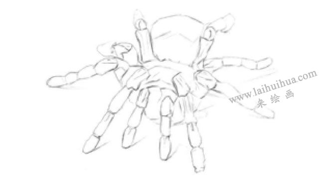 蜘蛛的素描画法步骤02