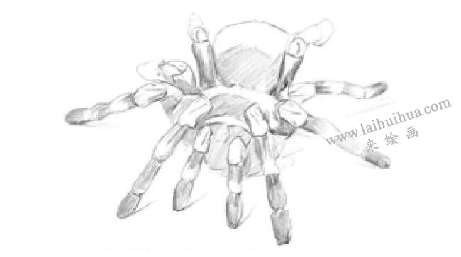 蜘蛛的素描画法步骤03