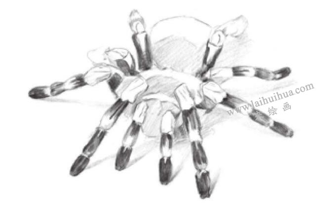 蜘蛛的素描画法步骤04