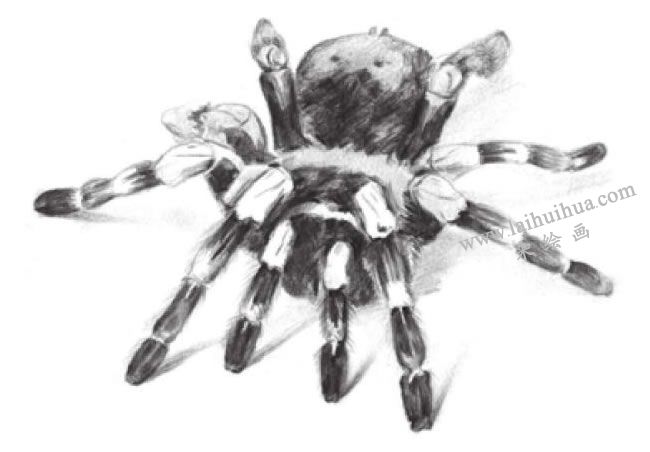 蜘蛛的素描画法步骤05