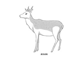 鹿的卡通漫画素描画法