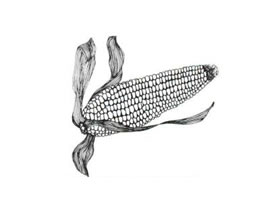 玉米线描画法