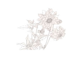 工笔花卉白描图例