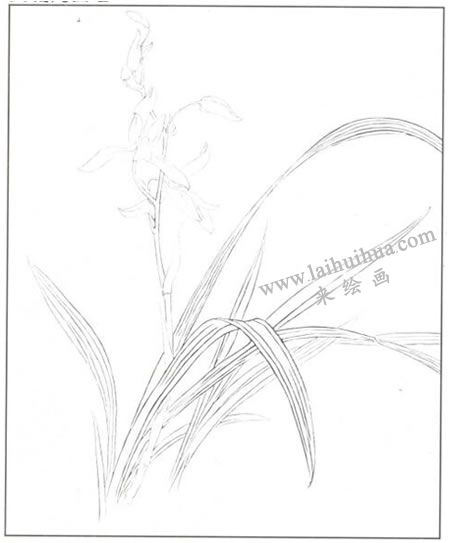 工笔花卉：兰花的工笔画法步骤01