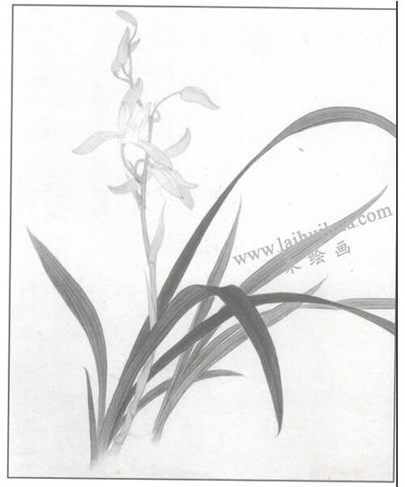 工笔花卉：兰花的工笔画法步骤02
