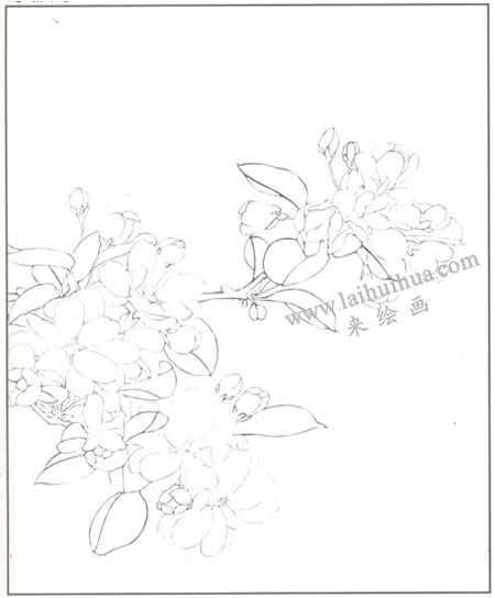 工笔花卉:海棠花的画法步骤01