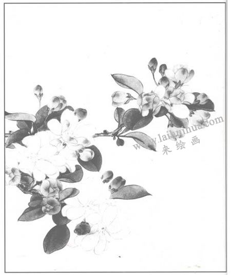 工笔花卉:海棠花的画法步骤02